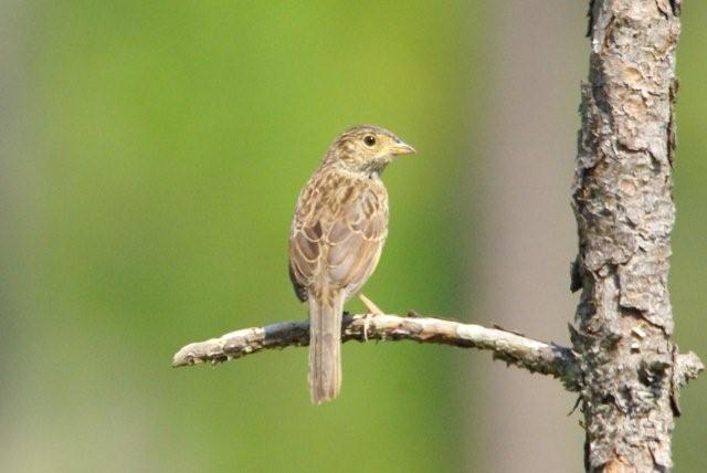 Bachman's Sparrow